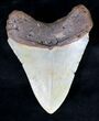Nice Megalodon Tooth - North Carolina #19151-2